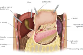 make incredibely personalized anatomy and medical illustration