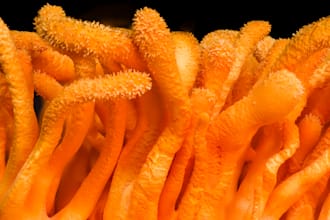 provide expert consulting about the functional mushroom industry
