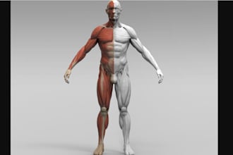 design human anatomy structure 3d body part, realistic organ,print bone, muscles