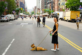 build your dream pet care app,  dog walking app, pet sitting app, pet store app