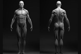 design human anatomy structure,body part,realistic  organ skeleton,muscle bone