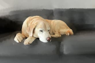paint a digital pet portrait
