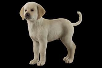 3d animal model, realistic fur texture, xgen model animal fur,maya,hair groom