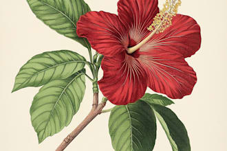 draw botanical illustration of flower logo illustration