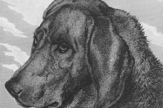 draw  animal illustration, cat, dogs, mascot, pet portrait, kawaii, custom art