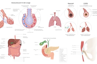 make scientific and medical illustrations for you