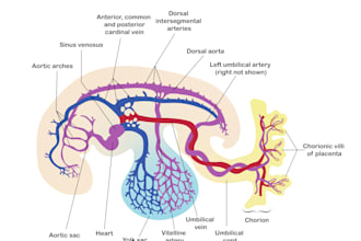 professionally illustrate medical and scientific diagrams