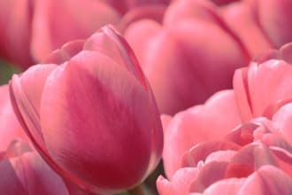 make you a beautiful plant or flower wallpaper