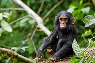 plan your gorillas and wildlife safari itinerary