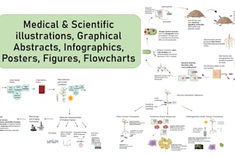 make scientific, medical illustrations, infographics, poster, graphical abstract