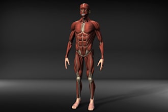 design realistic 3d human anatomy skeletal 3d body part, realistic organ, zbrush