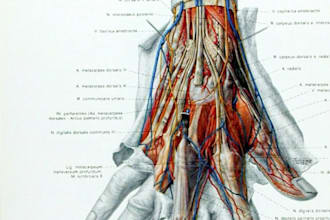 draw digital coloured anatomy and medical illustrations