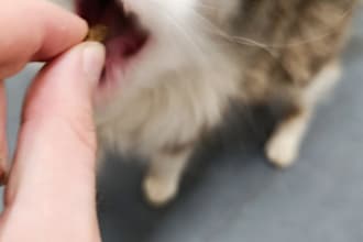 translate anything for you dutch