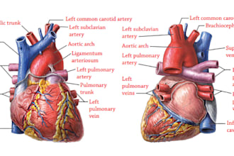 draw anatomical, medical and scientific illustrations