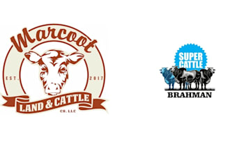 farm vintage cattle agriculture logo