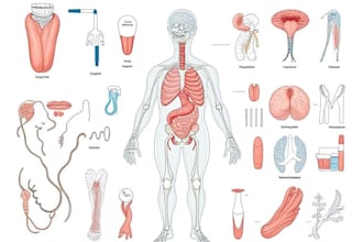 create professional medical illustrations for educational purposes