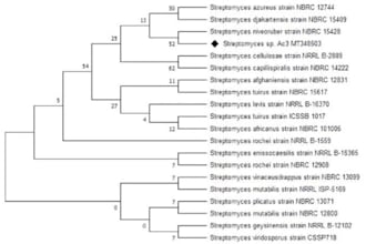 do phylogenetic analysis, bioinformatics analysis, using r or python