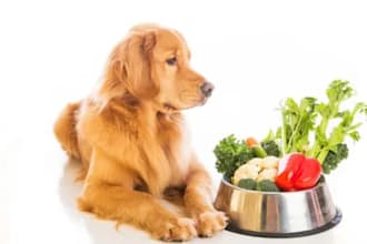 formulate homemade and commercial food for dogs