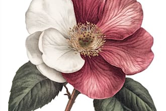 create botanical illustrations of flowers, plants, line art
