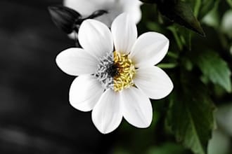 colorize, upscale, and restore your old or damaged photos