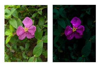 do adobe lightroom photo editing and color correction