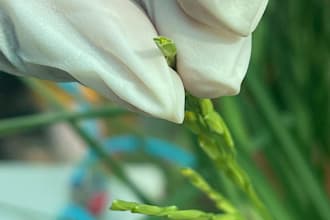 be your online tutor for biology, microbiology and biochemistry
