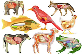create medical, scientific, anatomical illustrations of animals, birds, humans