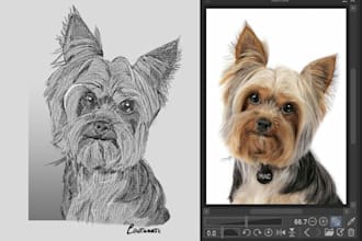 pet portrait, dogs cats