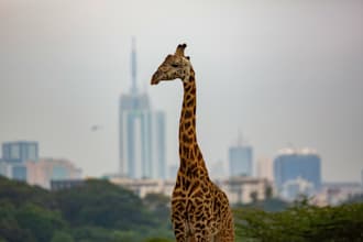 help you explore kenya like a local