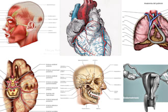 make anatomy, medical figure scientific illustration, dental and circuit diagram