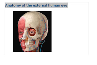do best visuals anatomy of head and its detailed content