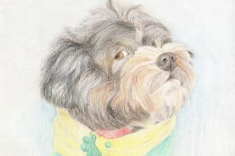 create a pet portrait drawing in colored pencils