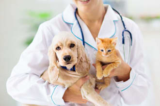 write a pet insurance startup business plan for you