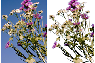 do bulk images background removal, product photo editing ,
