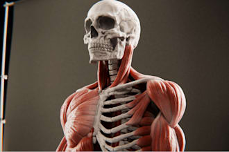 3d medical character model, 3d anatomy model, 3d dentures, exocad, crowns,bridge