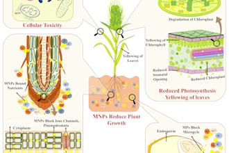 design a scientific graphical abstract, infographic figure, and illustration