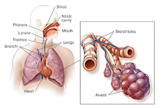 do professional medical anatomy scientific biological illustration