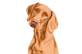 make a pet illustration