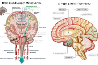design medical, scientific, anatomical, surgical procedure illustrations