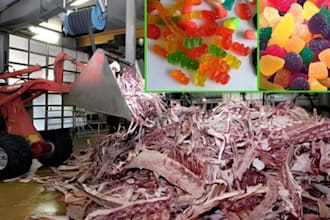 formulate gummies and jelly