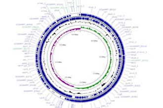 whole genome analysis and visualization