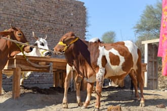 offer qurbani service for overseas clients with full islamic procedure