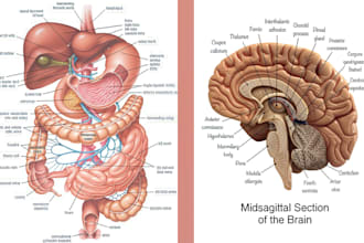 draw professional detailed medical, scientific, biology diagram illustrations