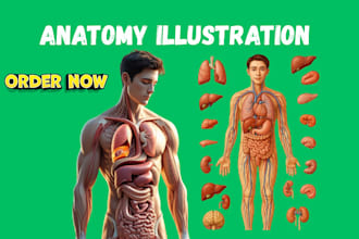 hand draw medical diagram as well as professional anatomy illustration