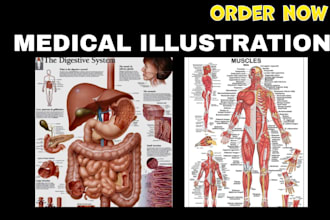 design medical illustrations, diagrams and anatomy sketches