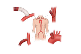 do medical and scientific graphics illustration