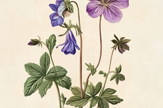 draw botanical illustrations of flowers, plants and fruits