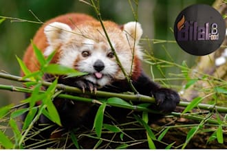 create animals wallpaper, posters, and prints