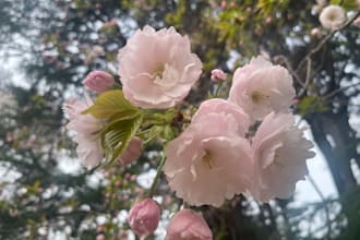 help you with your business in japan