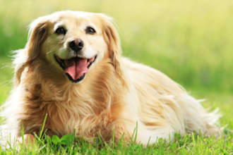 create a custom ai generated portrait of your dog or cat in any style